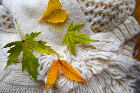Top view photo of white sweater and autumn yellow leaves with copyspaceの写真素材