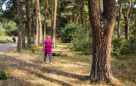 An elderly woman walks through the Park on Scandinavian sticksの写真素材