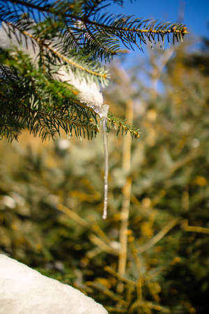 Winter background, ice on pine branches. icicles hanging from branches covered with ice