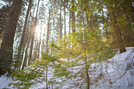 Snow covered trees in winter forest with sunlight.の写真素材