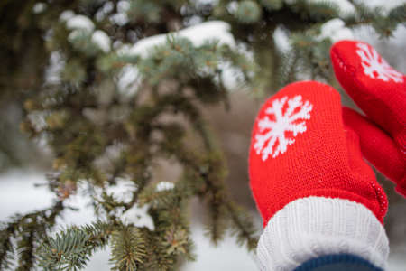 Hands in red knitted gloves in winter forest.の写真素材