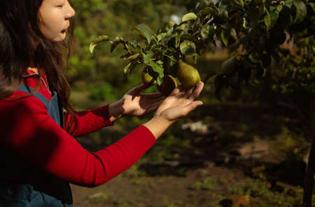 Asian female farmer inspecting ripe pears on branch at farm in sunny dayの写真素材