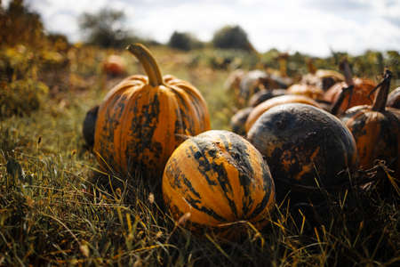 orange pumpkins at an outdoor farmers' market. pumpkin patch.の写真素材