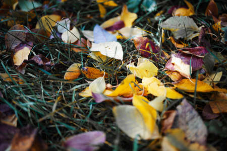 Yellow, orange and red autumn leaves in a beautiful autumn park.の写真素材