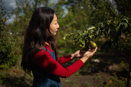 Asian female farmer inspecting ripe pears on branch at farm in sunny dayの写真素材