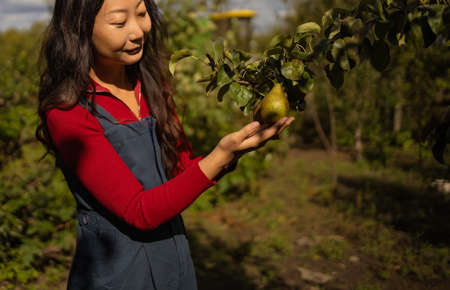 Asian female farmer inspecting ripe pears on branch at farm in sunny dayの写真素材