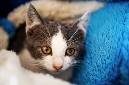 Cute kitten baby cat. Adorable playful kittenの写真素材