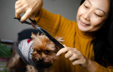 Dog gets hair cut at Pet Spa Grooming Salon. Closeup of Dog. the dog has a haircut. comb the hair. groomer concept.の写真素材