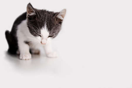 Little sleepy kitten sitting on white background.の写真素材