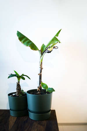 large tropical houseplant against white wallの写真素材