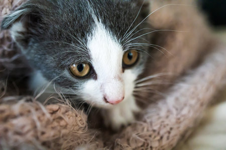 Cute cat lying on a bed with sheetsの写真素材