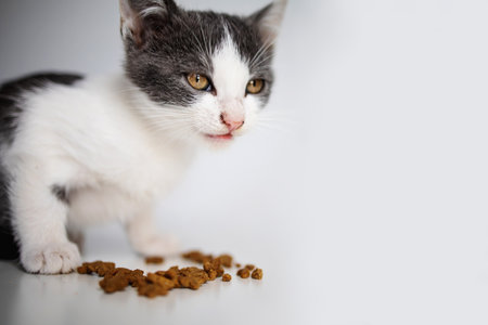 Cute little kitten baby with dry food on white background.の写真素材