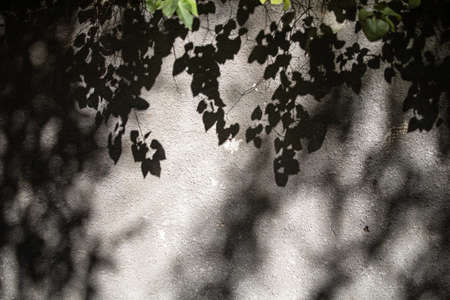 leaf shadow on gray plastered wallの写真素材
