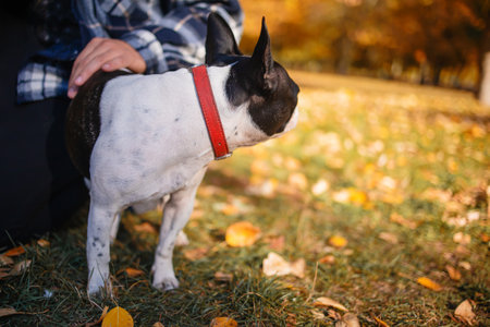 Young handsome man embracing his dog in autumn park on grass.の写真素材