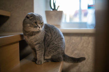 Funny british short hair cat on the wooden stairs in a houseの写真素材