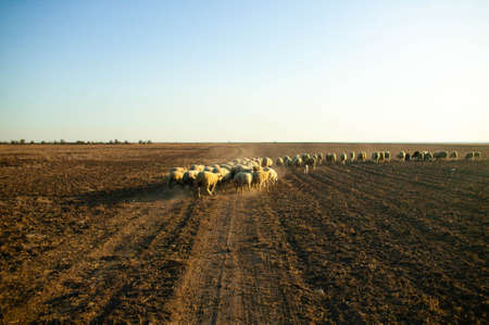 Sunset over field with sheeps in countrysideの写真素材