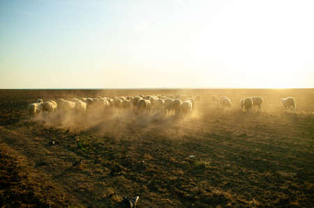 Sunset over field with sheeps in countrysideの写真素材