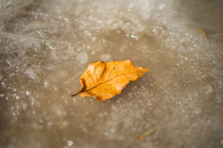 A yellow dry fallen leaf froze in the ice on the asphalt. The first autumn frosts, October, November. Leaf frozen in the ice, close-upの写真素材