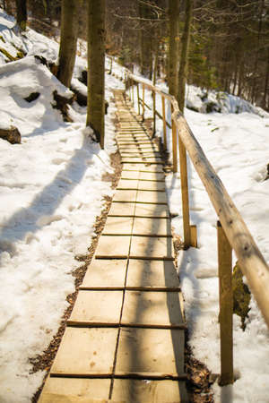 Winter forest path covered in snow.の写真素材