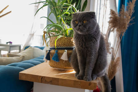 British Short hair cat blue. A beautiful domestic cat is resting in room, a gray Shorthair cat with yellow eyes at home.の写真素材