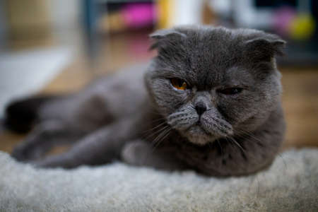 British Short hair cat blue. A beautiful domestic cat is resting in room, a gray Shorthair cat with yellow eyes at home.の写真素材