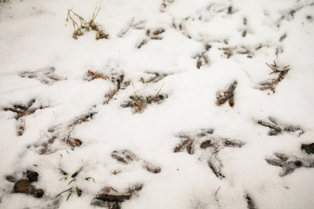 Lots of footprints of a bird in the snow in winter