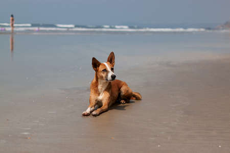 Little cute dog lying on beach sand on a beautiful sunny dayの写真素材