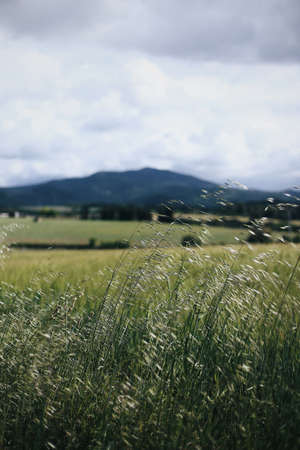 Surreal golden countryside. Small Cottage in the Suffolk Countryside, Rural Spain.の写真素材