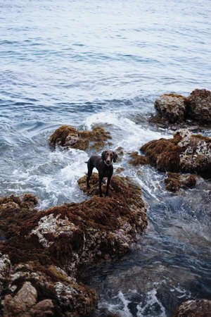 weimaraner dog watches the tide from a rocky perchの写真素材