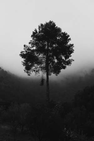 Only one tree stand among nature on hill in fogの写真素材