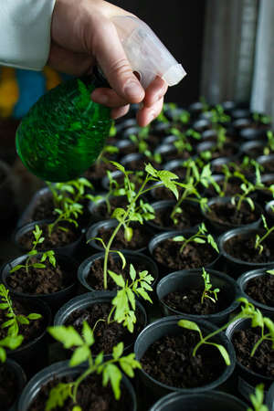 seedlings grow in a pot at home. Sprouted seedlings are planted on a black tray and watered from a watering can.の写真素材