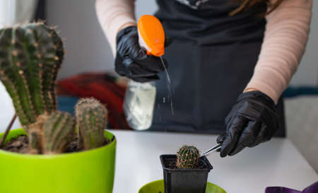 Close-up of woman hands transplanting, take care and watering cactus at home. Watering and caring...