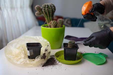 Planting home plants indoors. Hands of a young woman planting in the flower pot. Woman potting some...