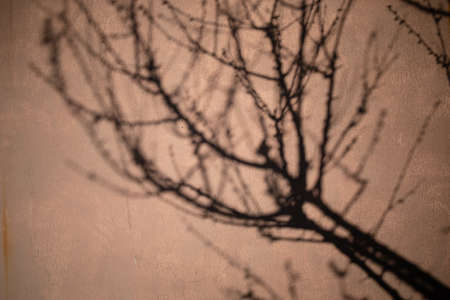 wall and shade from the tree outside. Concrete wall texture. copy space