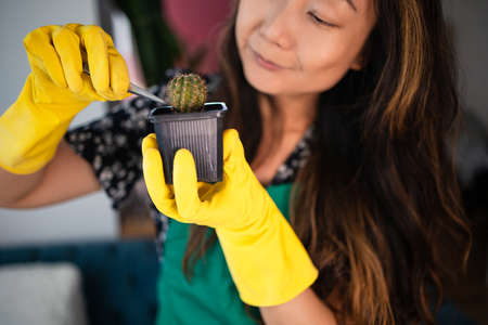 Pretty asian woman in a green apron replanting a home plant Cereus succulent cactus in gloves in a new pot, home plant care concept, life hack working with sharp cactus stemsの写真素材