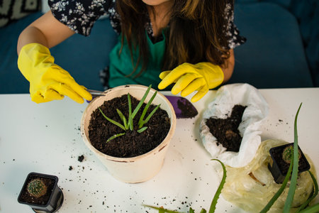 Gardener, Spring hand of woman replanting, planting cacti, cactus in ceramic pot, can dirt or soil...