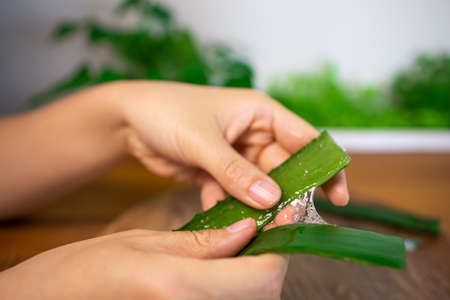 A cut aloe vera leaf between the fingers with threads of mucus.の写真素材
