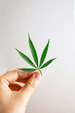 A female hand holds a leaf of marijuana on a white background. Mockup for the presentation of...