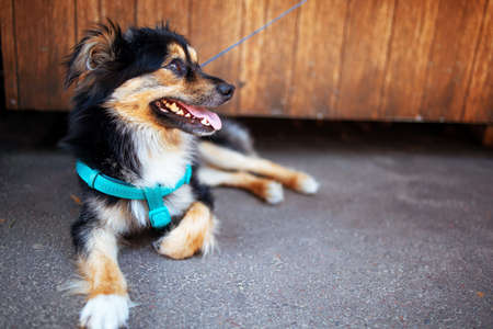 black border collie dog sits and looks around.