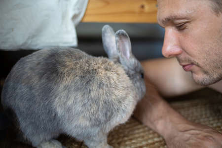 A pet rabbit is licking a man's headの写真素材