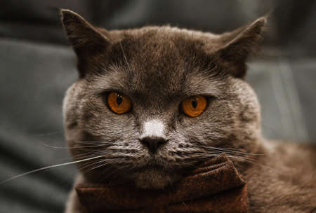Close-up of British Shorthair catの写真素材