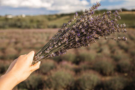 Small bouquet of lavender on cut lavender and lavender field