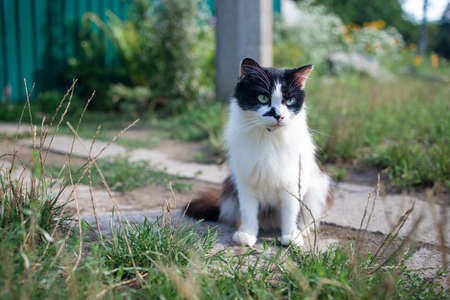 Little white spotted cat in the garden on the green grassの写真素材