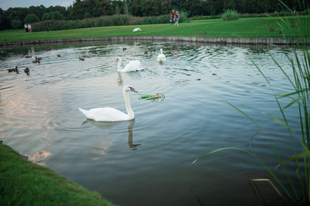 Photo of beautiful white swans on a lake in the evening.の写真素材