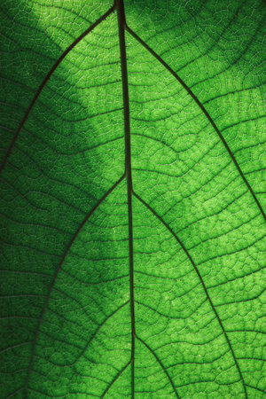 background texture green leaf structure macro photography