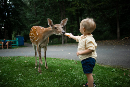 Child feeding wild deer at petting zoo. people feed animals outdoors. Family summer trip to zoological garden.の写真素材