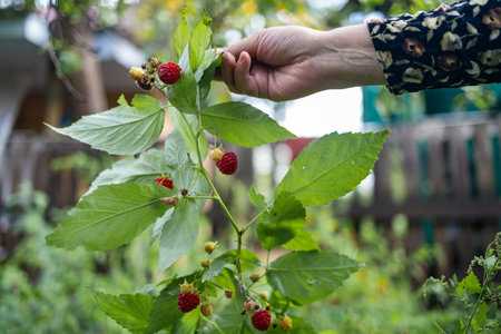 Hand picking and collecting raspberries from garden bush. Red berry on branch close up.