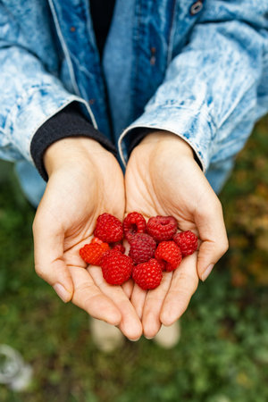 Close Up Of female Holding Freshly Picked Raspberries outdoors.の写真素材
