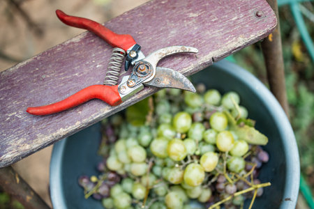 bunches of grapes in Italy for a big harvest. bio concept, organic food, nature and handmade fine wineの写真素材