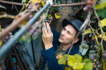 Close up hands of workers cutting white grapes from vines while harvesting wine in an Italian vineyard.の写真素材